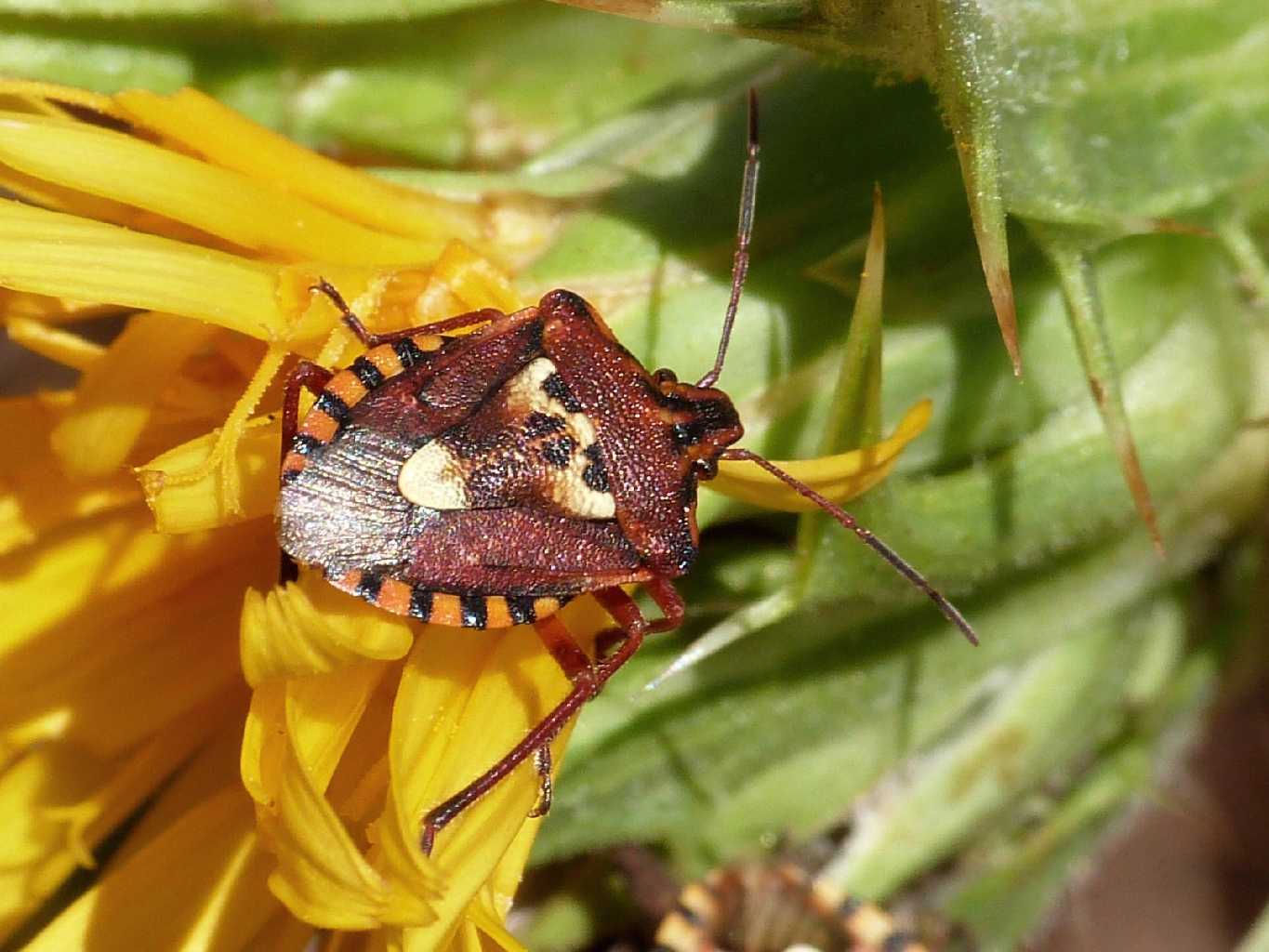 Pentatomidae su cardo - Codophila varia